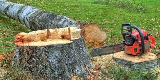 Best Fruit Tree Pruning  in Buttonwillow, CA