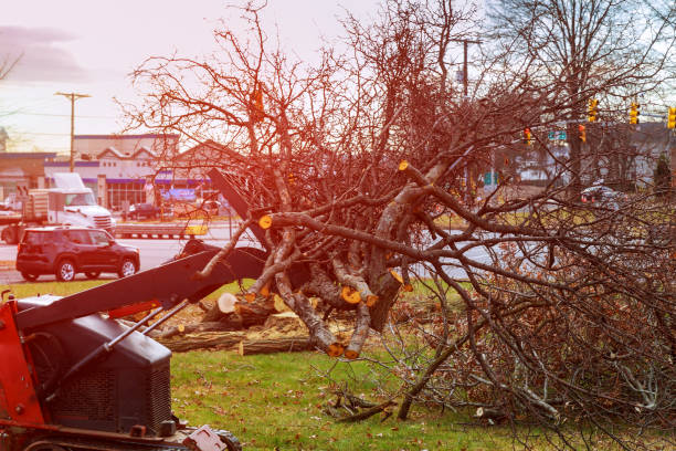Best Stump Grinding and Removal  in Buttonwillow, CA