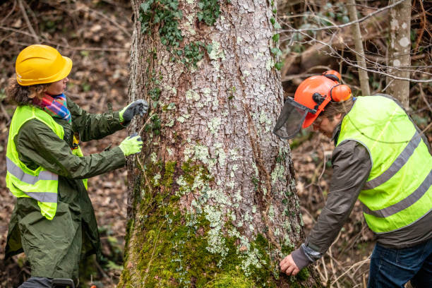 Best Arborist Consultation Services  in Buttonwillow, CA