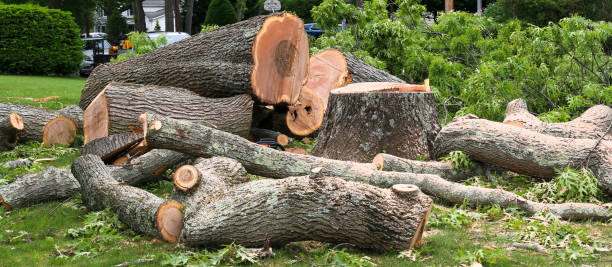 Professional Tree Care in Buttonwillow, CA