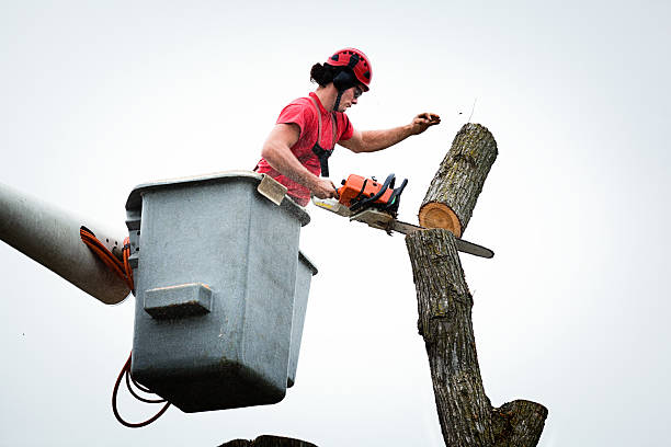 How Our Tree Care Process Works  in  Buttonwillow, CA
